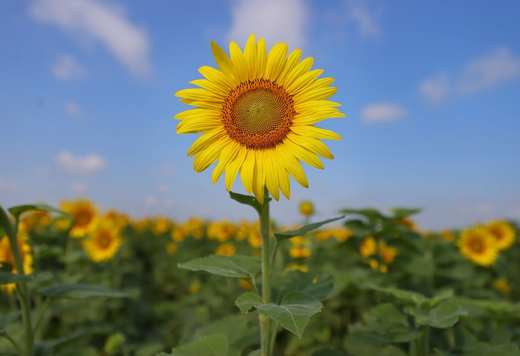 Sunflowers blooming at Columbia Bottom Conservation Area in North St. Louis County.